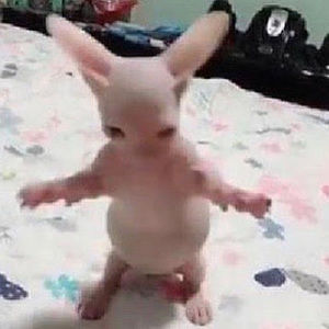 Meet your Posher, Jay